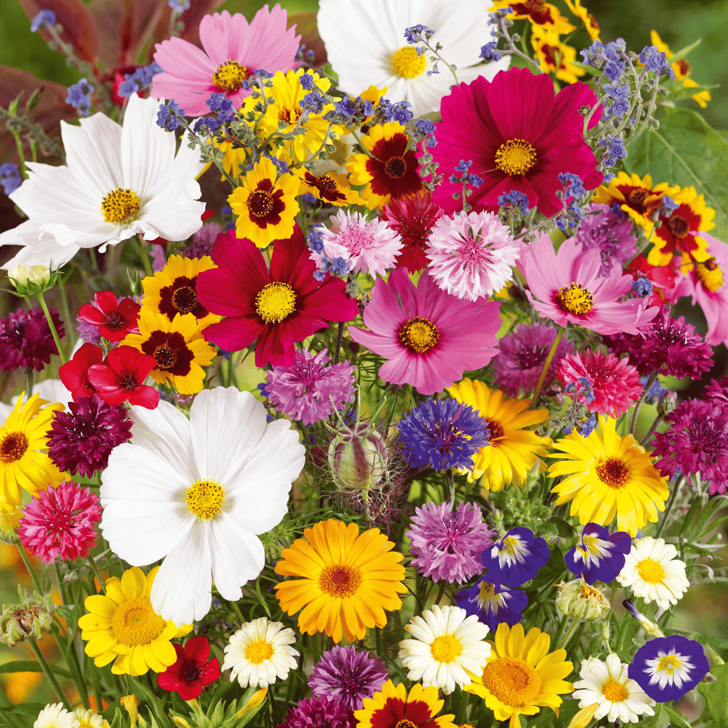 Mélange de Graines de Fleurs – Plus de 60 Variétés