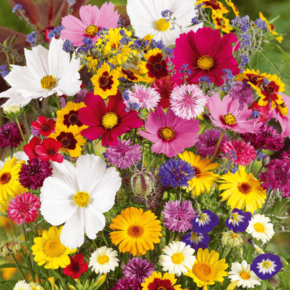 Mélange de Graines de Fleurs – Plus de 60 Variétés