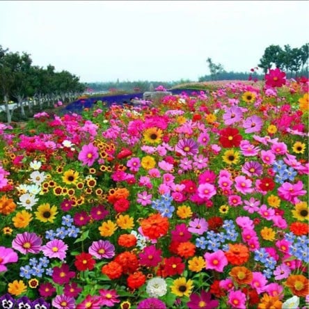 Mélange de Graines de Fleurs – Plus de 60 Variétés