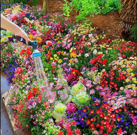 Mélange de Graines de Fleurs – Plus de 60 Variétés