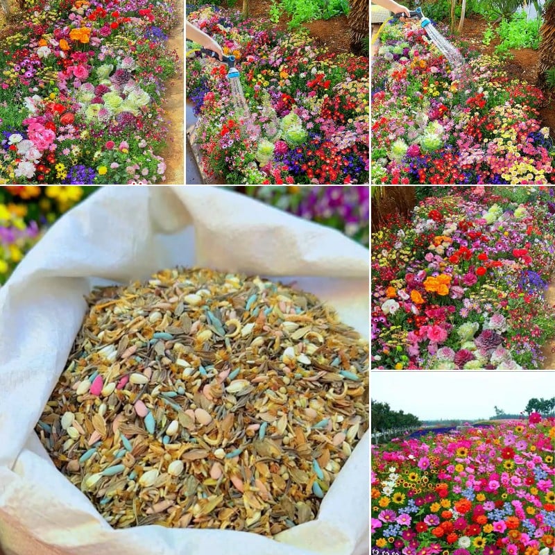 Mélange de Graines de Fleurs – Plus de 60 Variétés