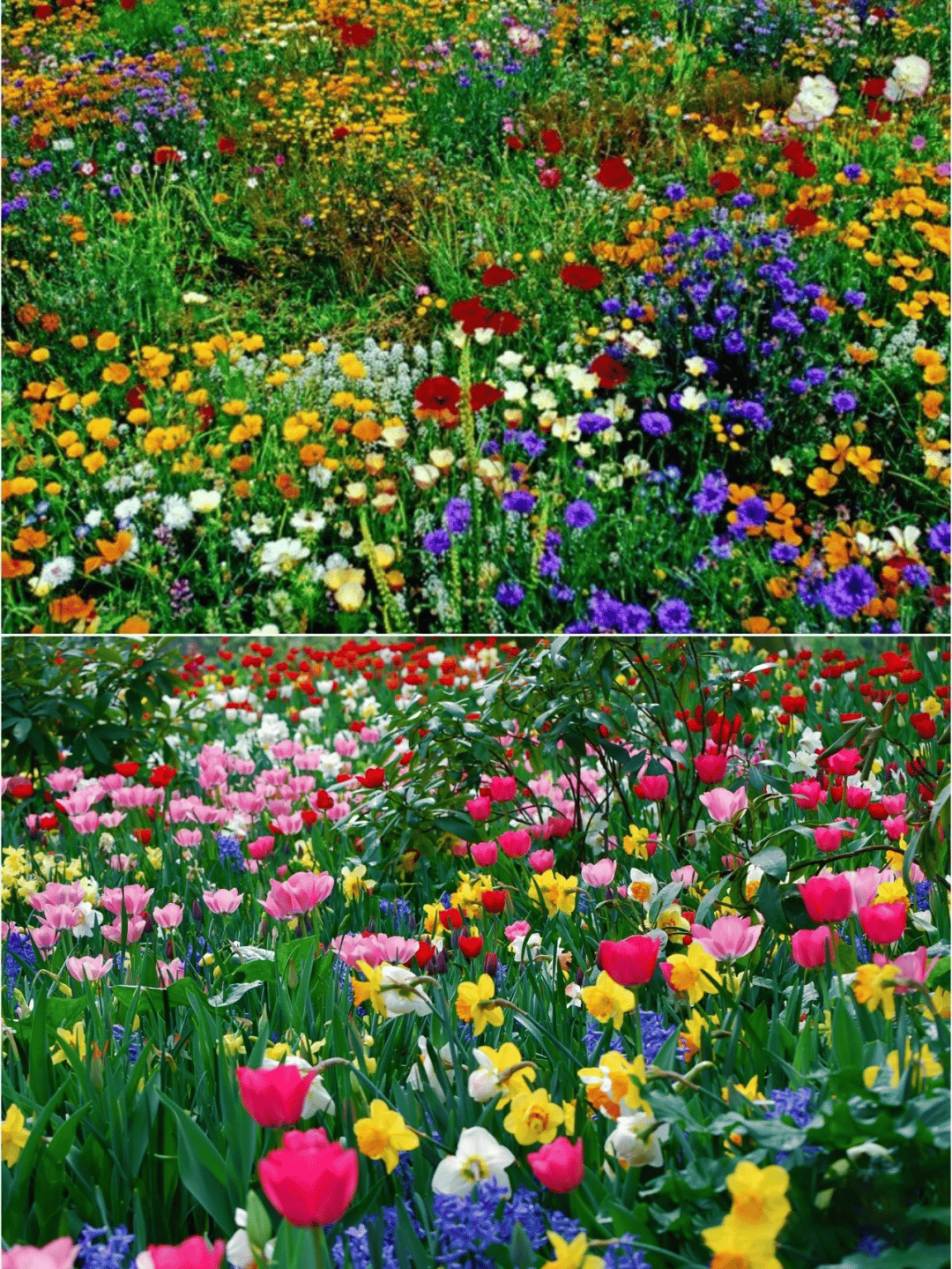 Mélange de Graines de Fleurs – Plus de 60 Variétés