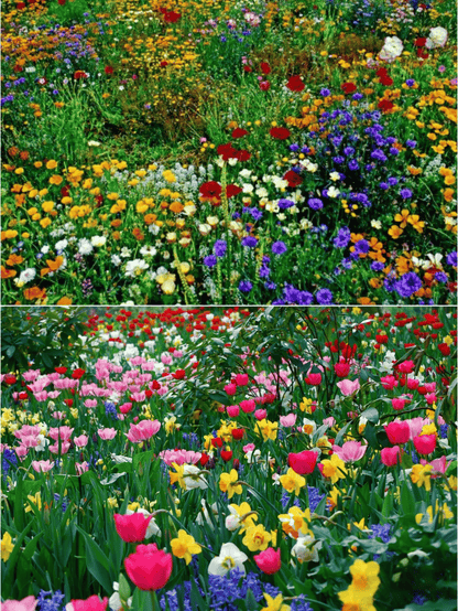 Mélange de Graines de Fleurs – Plus de 60 Variétés