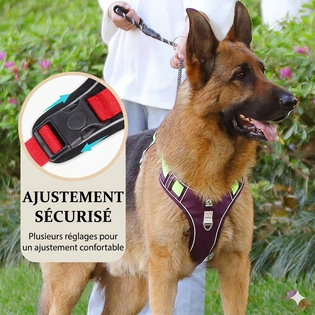 Pack Sécurité : Harnais Anti-Traction + Laisse + Collier LED – Confort Premium & Visibilité Nocturne