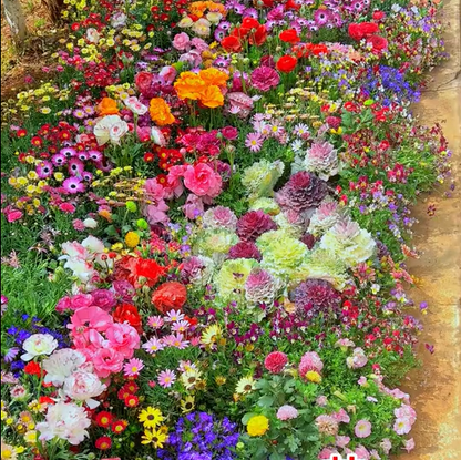 Mélange de Graines de Fleurs – Plus de 60 Variétés