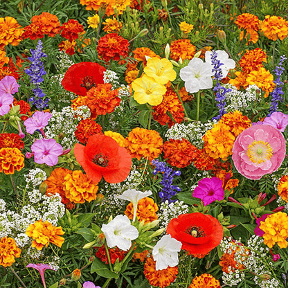 Mélange de Graines de Fleurs – Plus de 60 Variétés