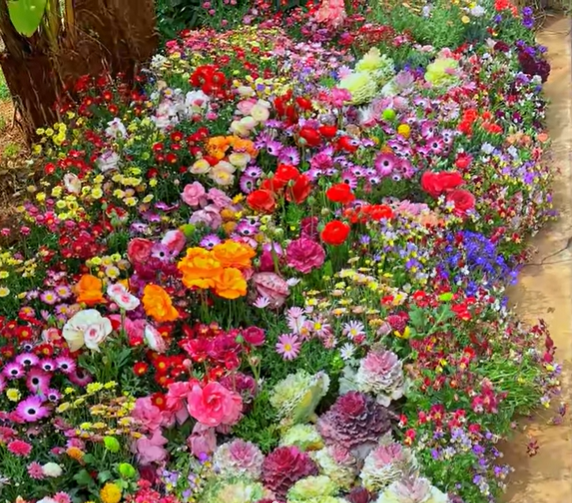 Mélange de Graines de Fleurs – Plus de 60 Variétés