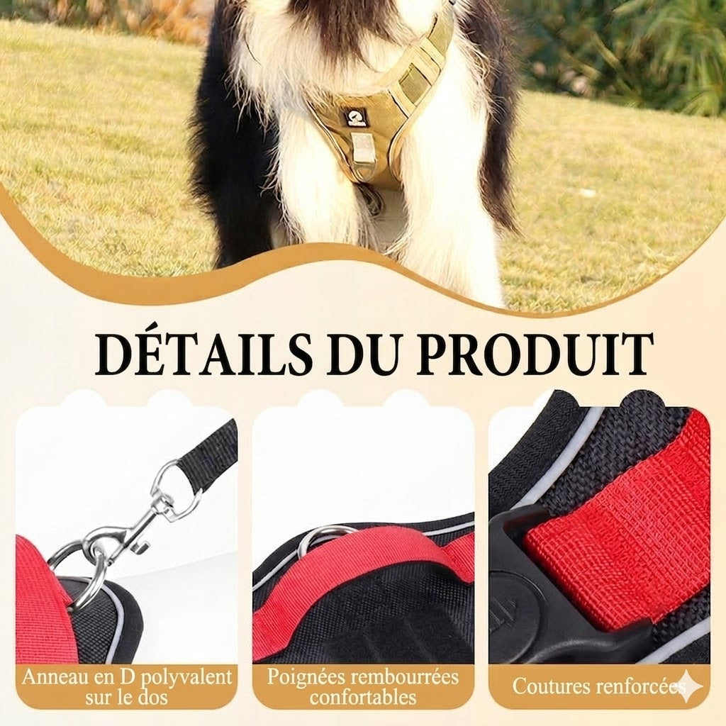Pack Sécurité : Harnais Anti-Traction + Laisse + Collier LED – Confort Premium & Visibilité Nocturne