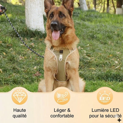 Pack Sécurité : Harnais Anti-Traction + Laisse + Collier LED – Confort Premium & Visibilité Nocturne