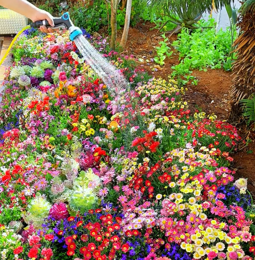 Mélange de Graines de Fleurs – Plus de 60 Variétés